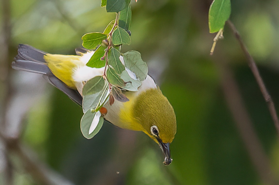 Warbling White-eye - ML645879270