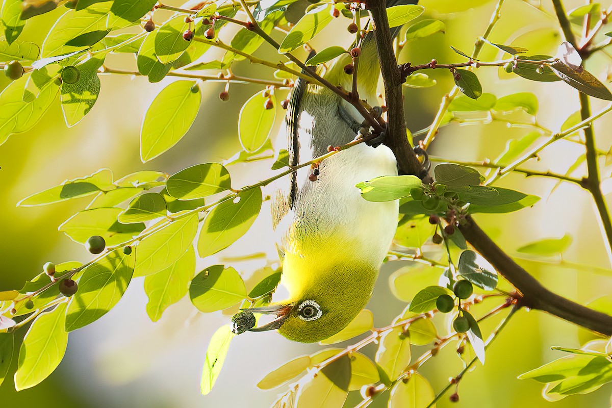Warbling White-eye - ML645879271