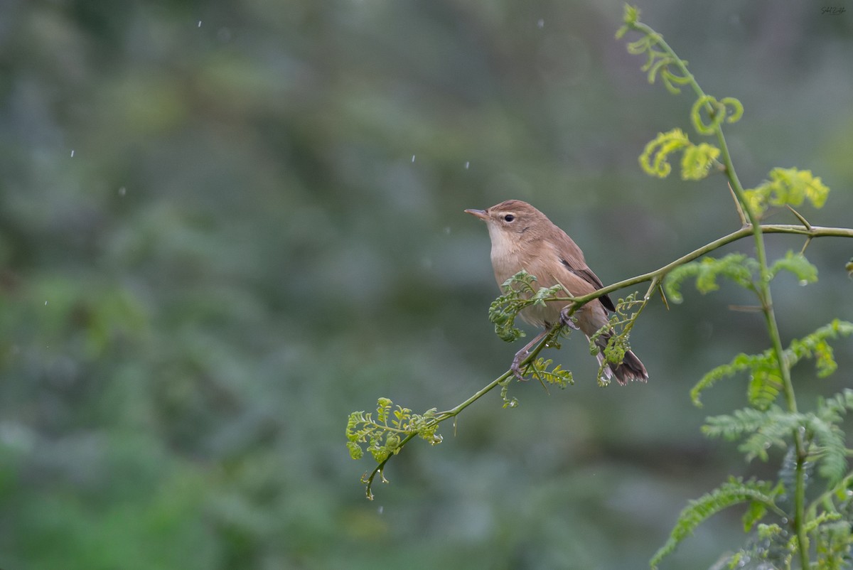 Booted Warbler - ML645879275