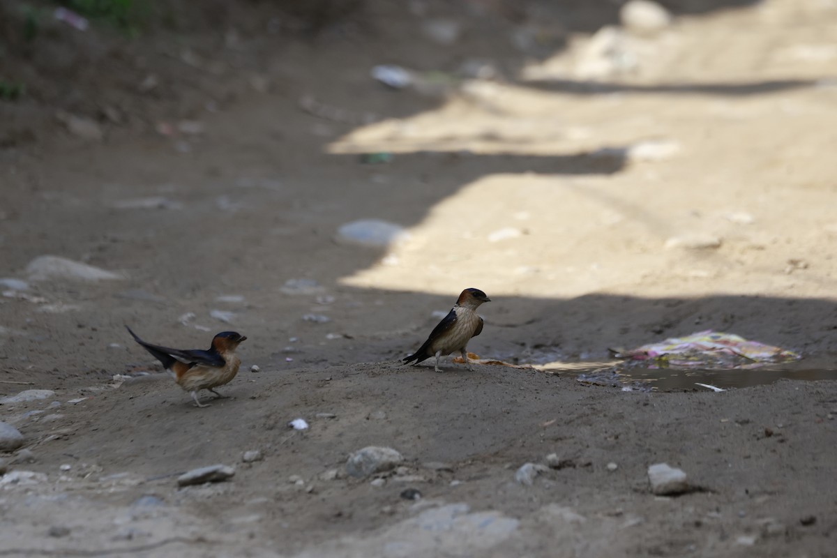 Ластівка сільська - ML645879294