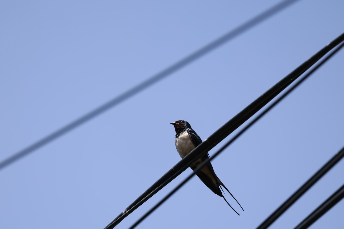 Ластівка сільська - ML645879295