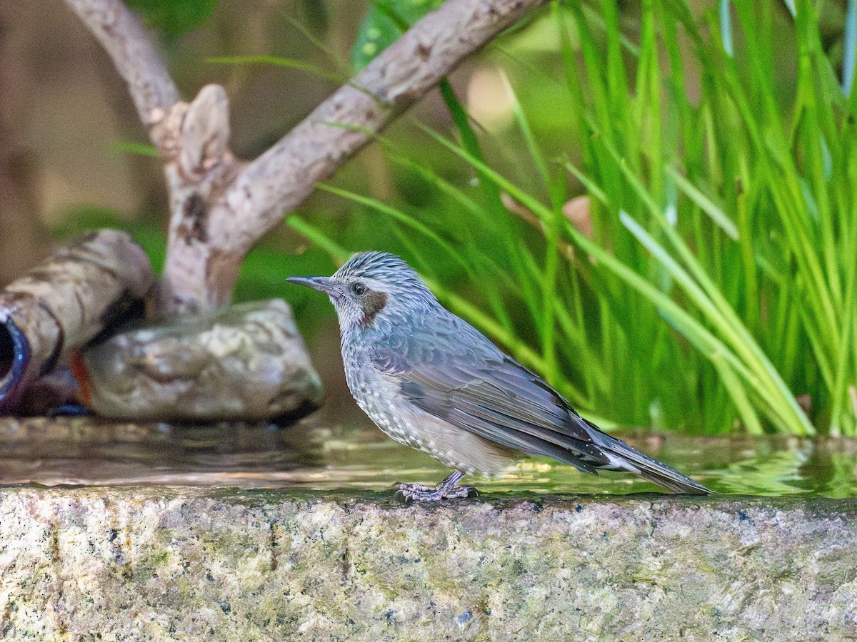 Оливник короткопалий - ML645879297