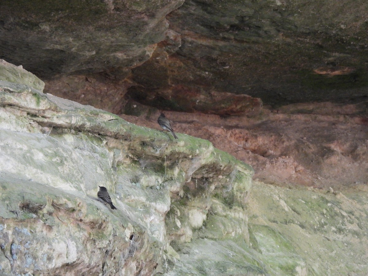 Eastern Phoebe - ML645879299