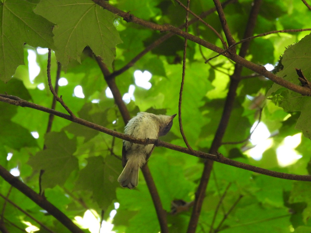 Eastern Phoebe - ML645879300