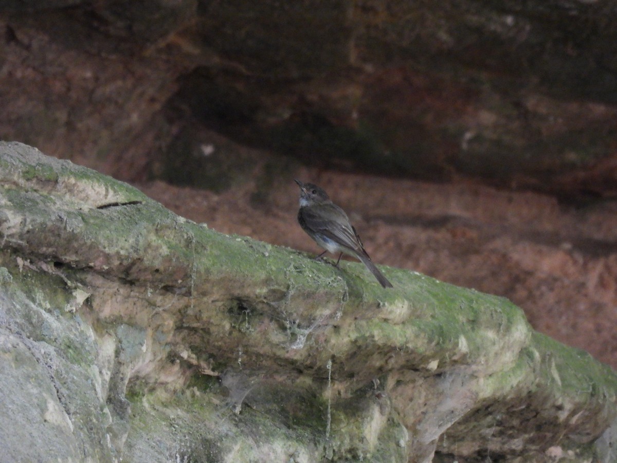 Eastern Phoebe - ML645879301