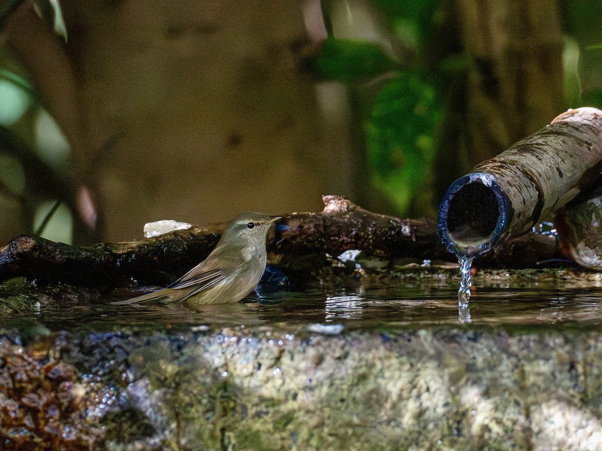 Широкохвістка китайська - ML645879326