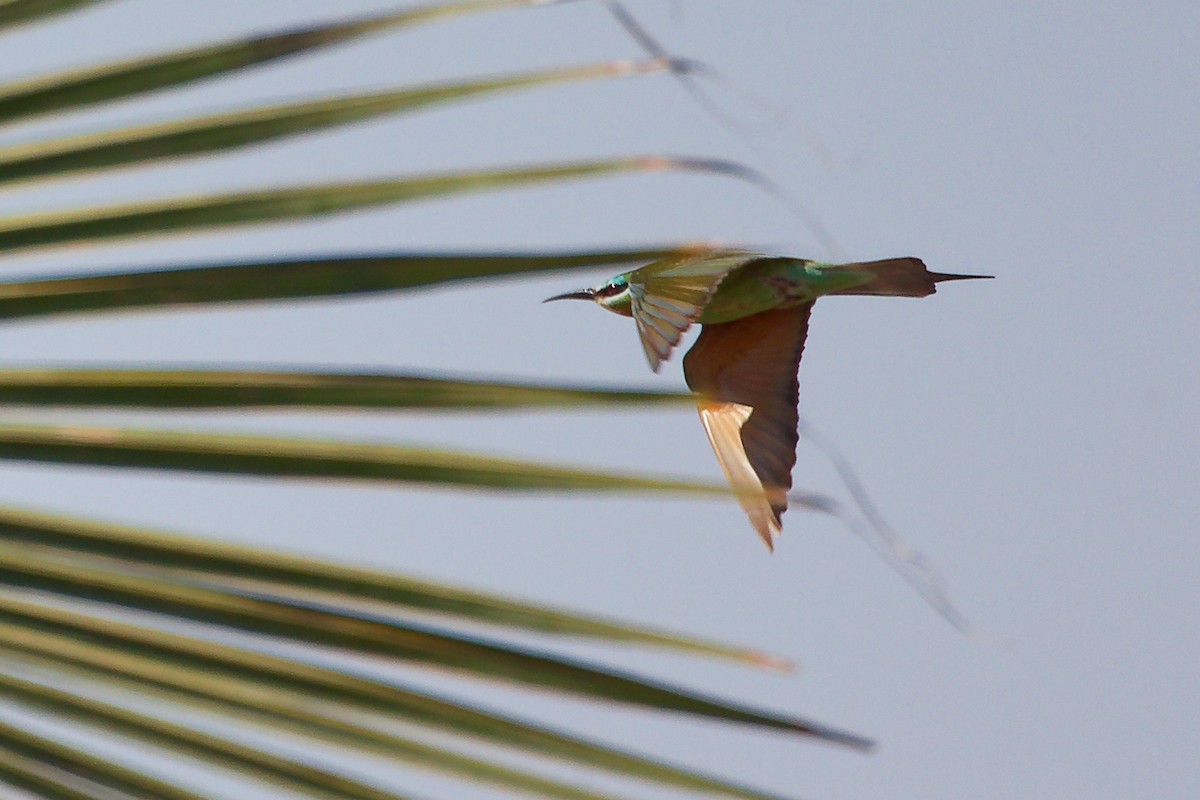 שרקרק ירוק - ML645879331