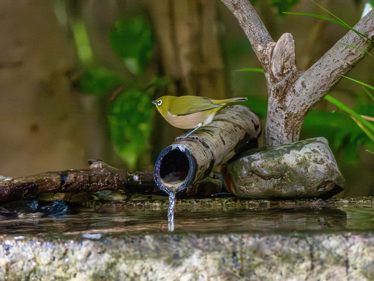 Окулярник японський - ML645879334