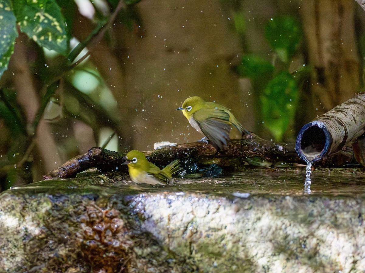 Окулярник японський - ML645879335