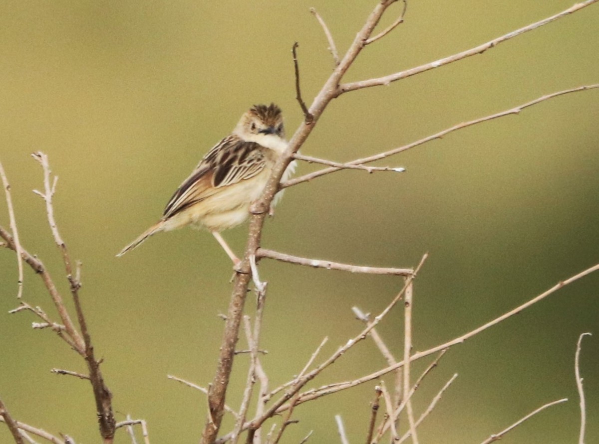 Таміка строката - ML645879336