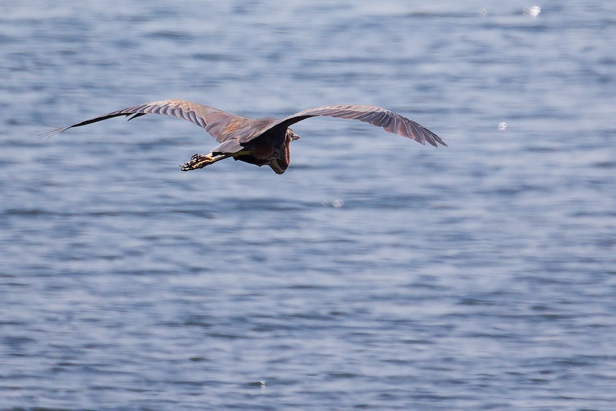 Чапля руда - ML645879337