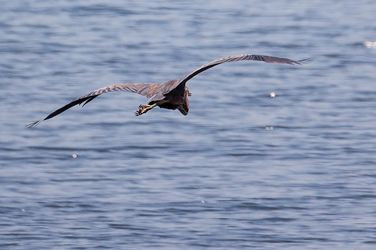 Чапля руда - ML645879338