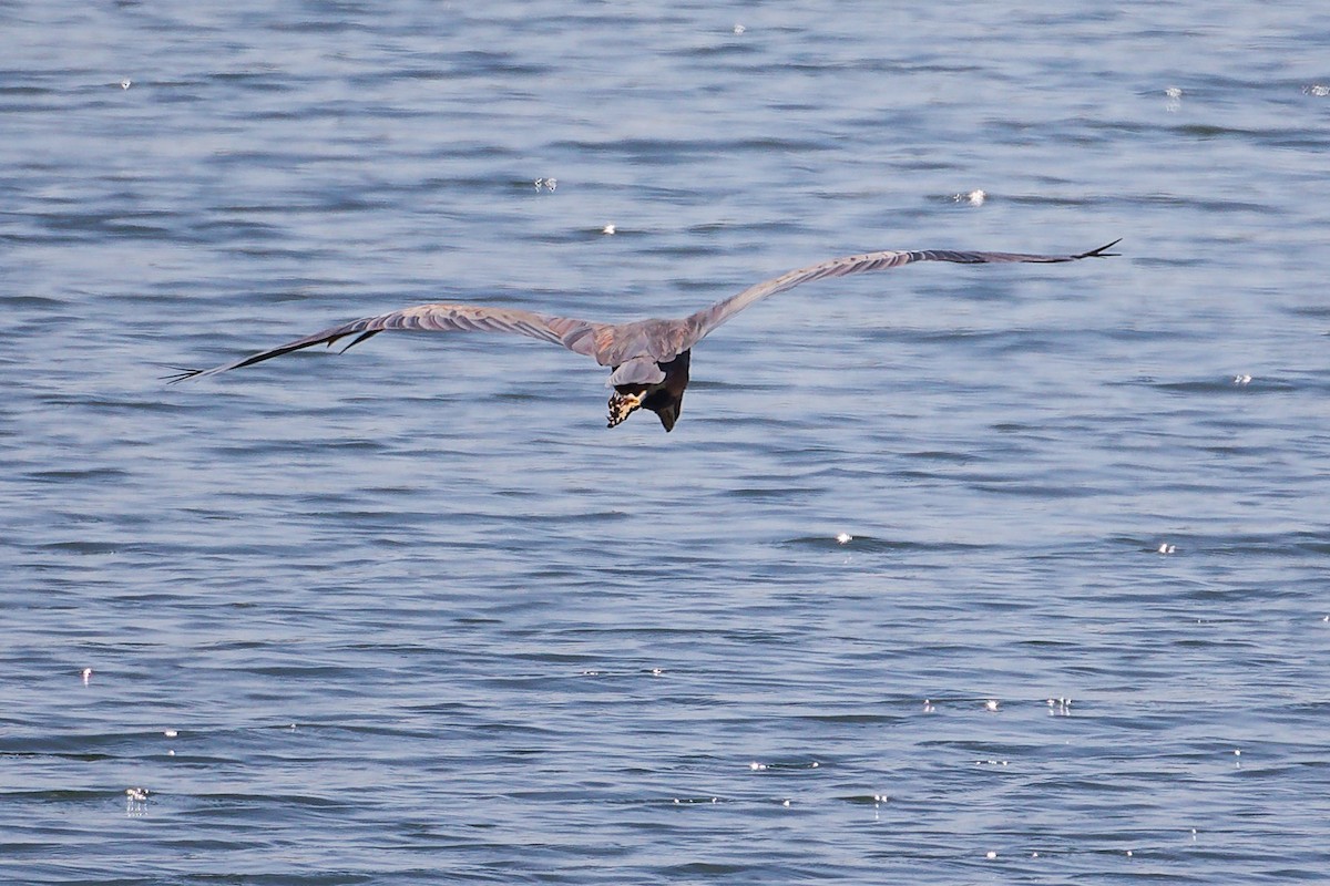 Чапля руда - ML645879339