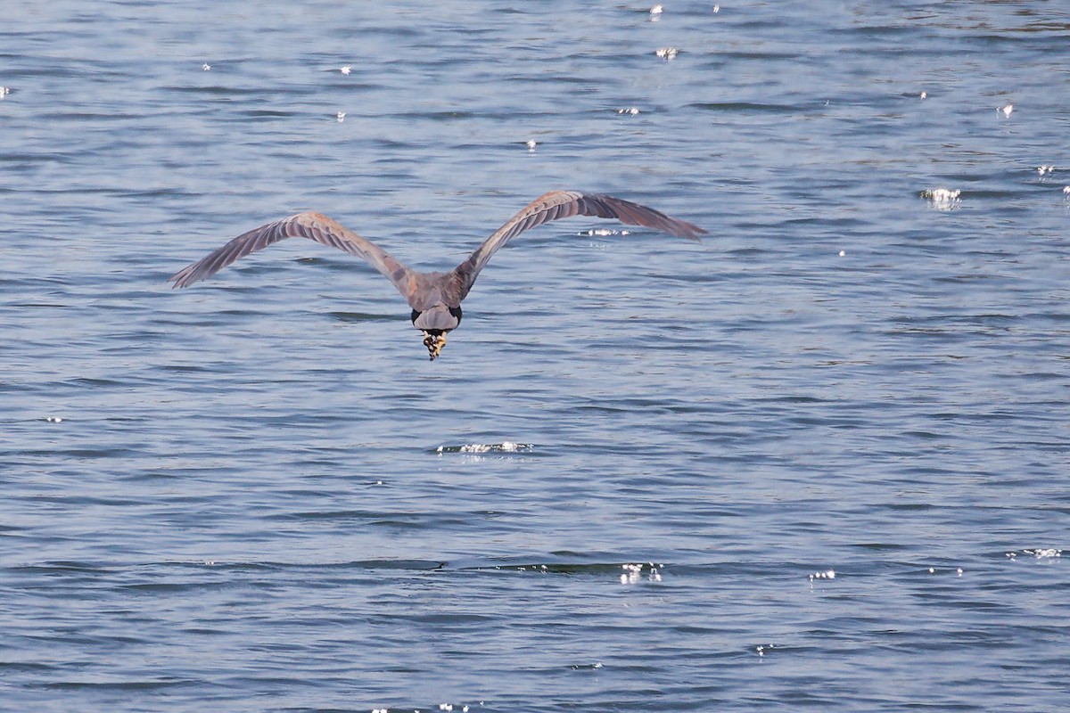 Чапля руда - ML645879340