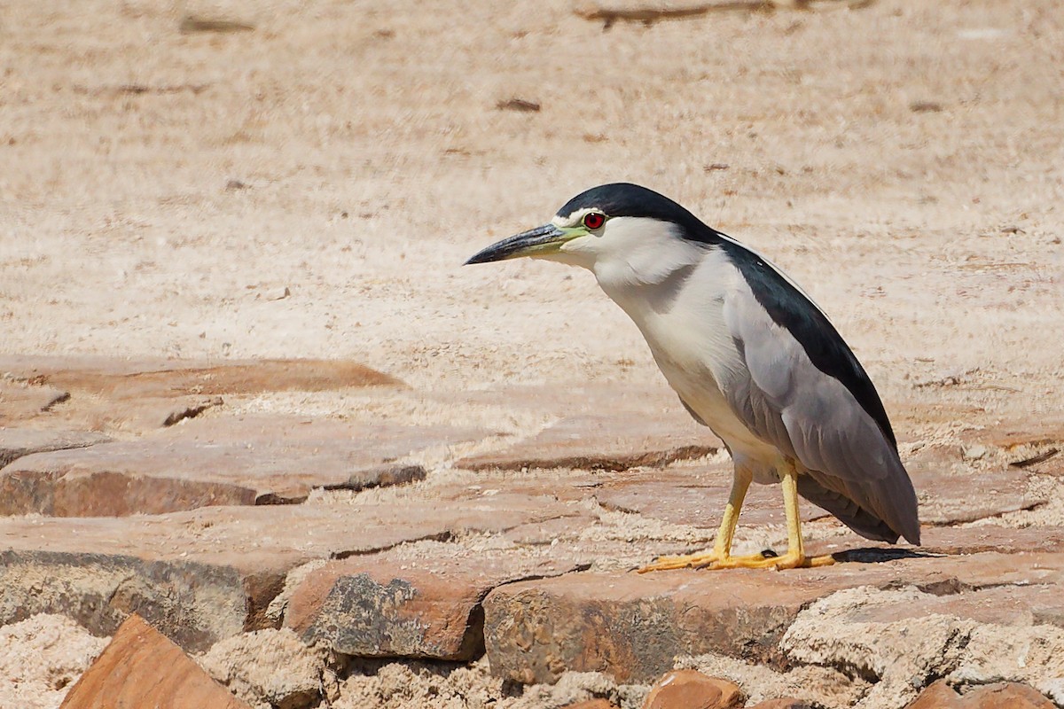 Квак звичайний - ML645879348