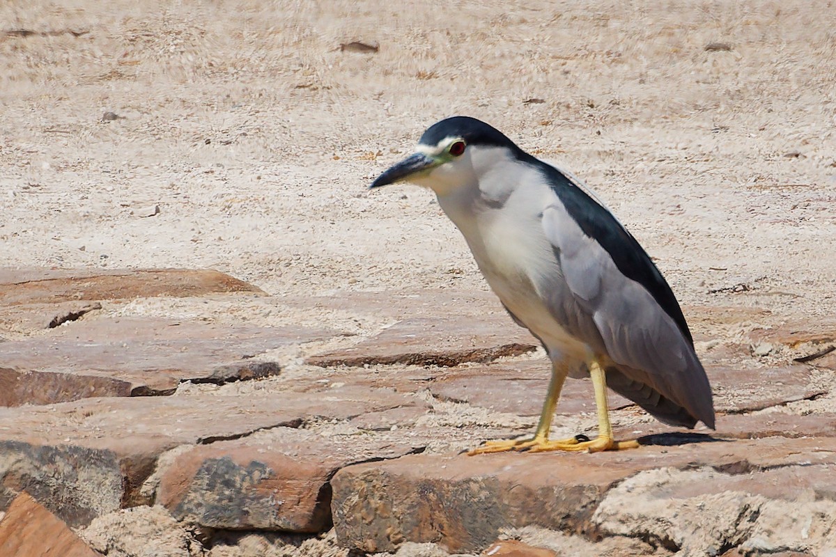 Квак звичайний - ML645879349