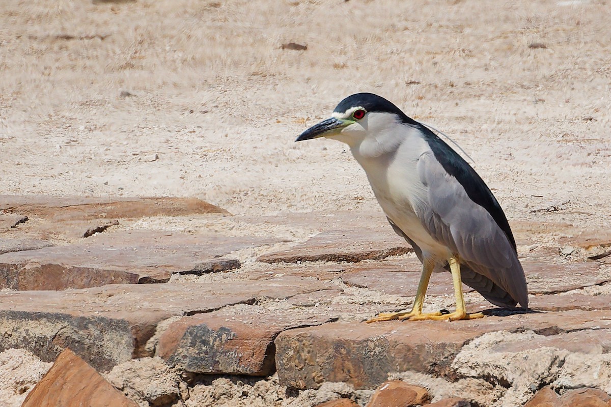 Квак звичайний - ML645879350