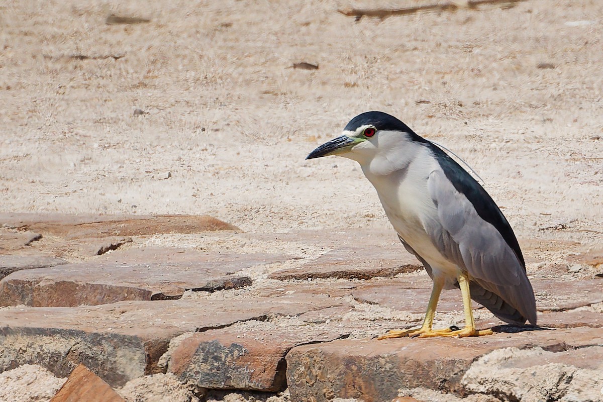 Квак звичайний - ML645879351