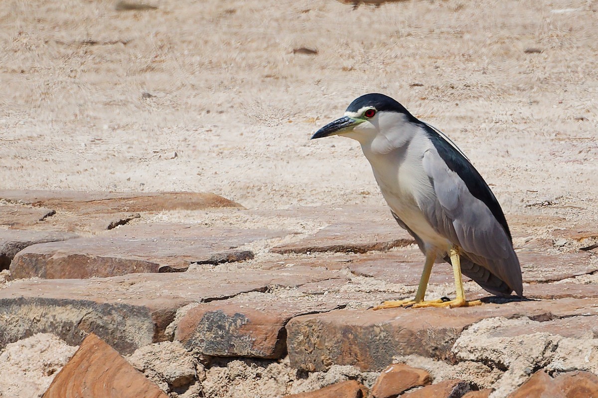 Квак звичайний - ML645879352