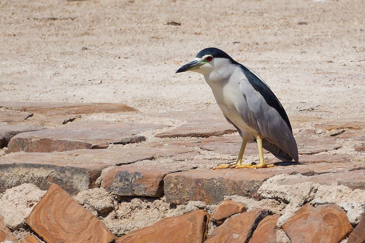 Квак звичайний - ML645879353