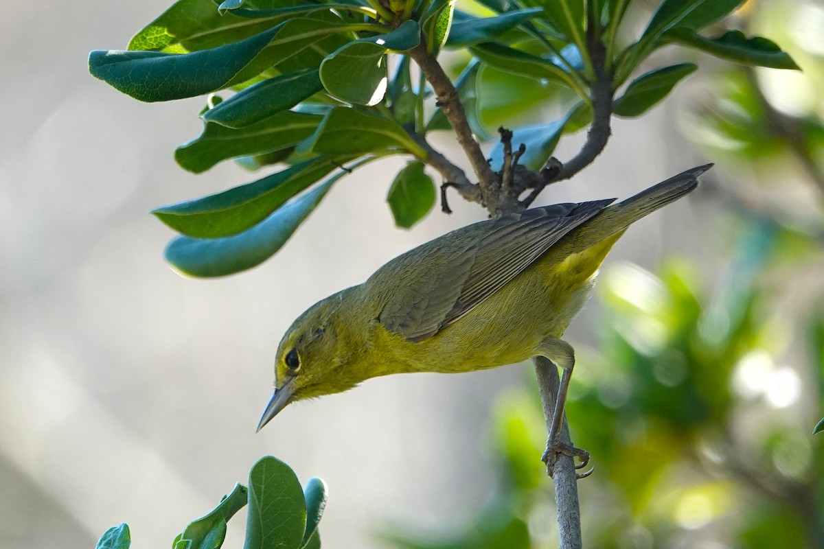 Червоїд оливковий - ML645879354