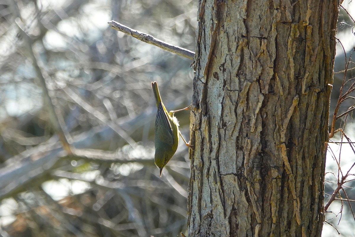 Червоїд оливковий - ML645879355