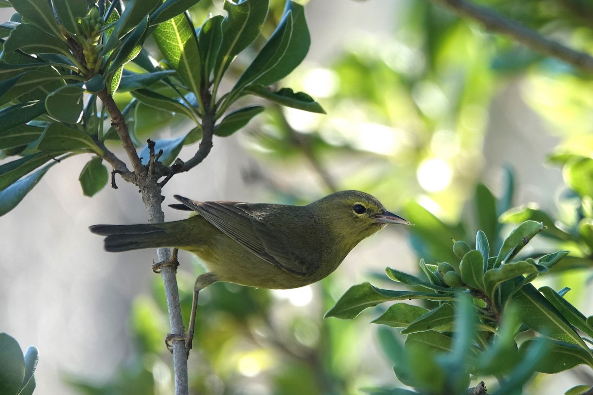 Червоїд оливковий - ML645879356