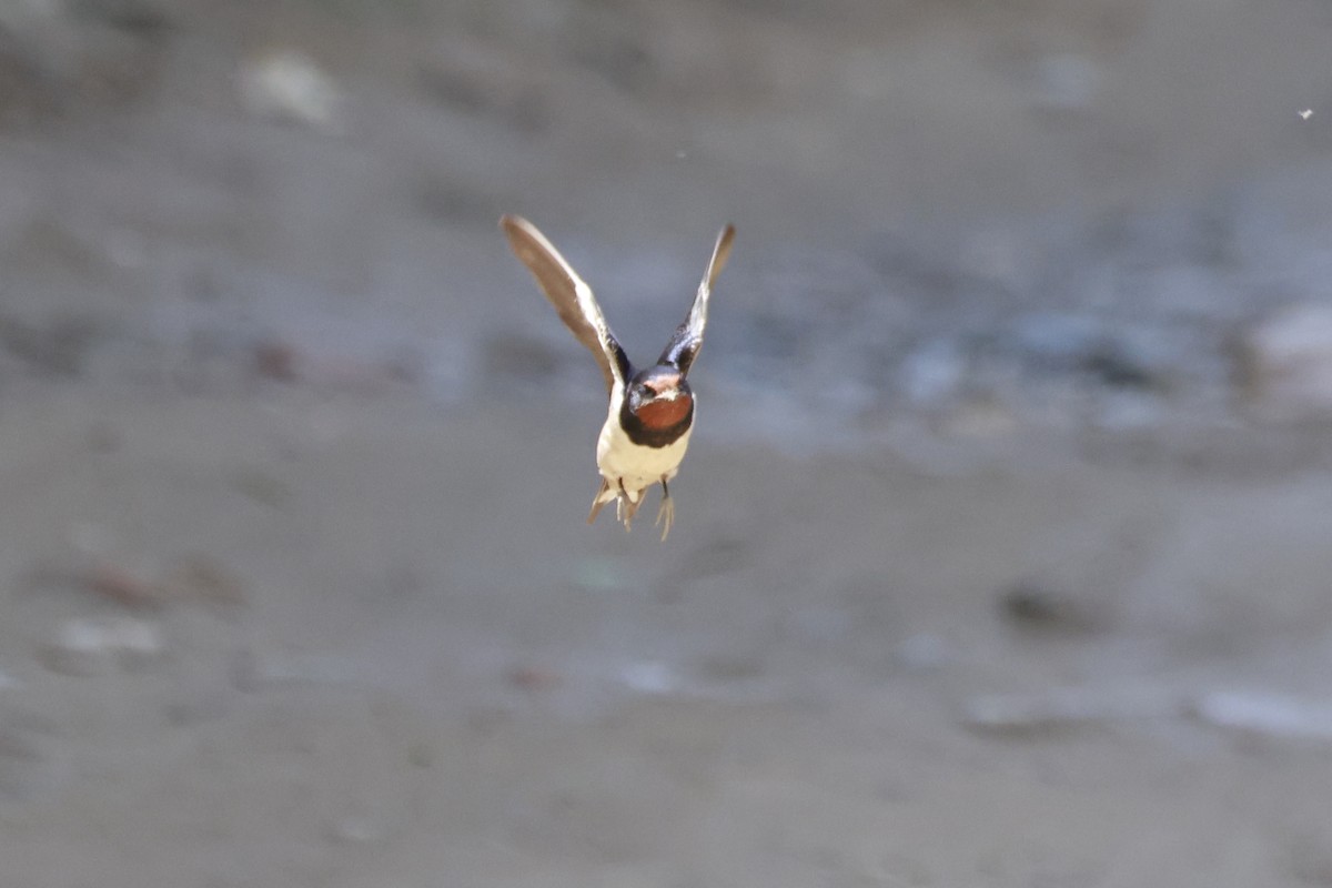 Ластівка сільська - ML645879357