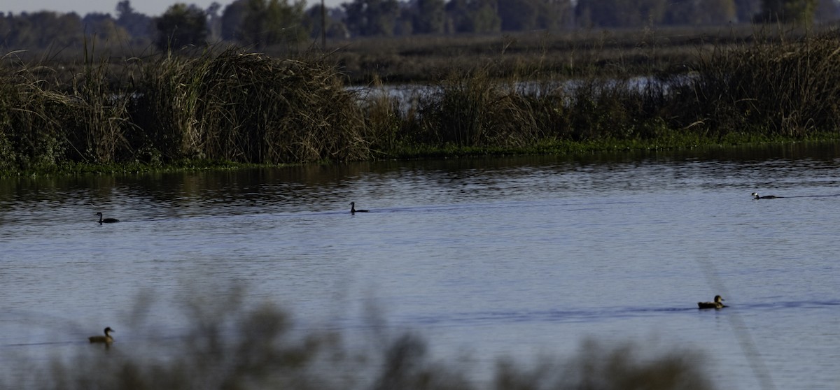 Пірникоза західна - ML645879358