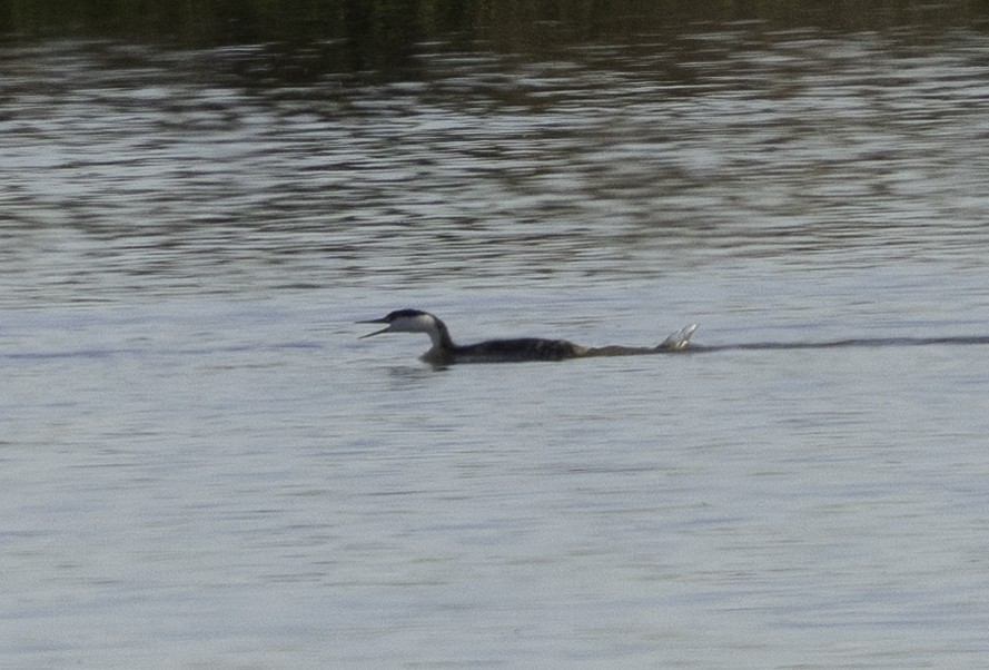 Пірникоза західна - ML645879359