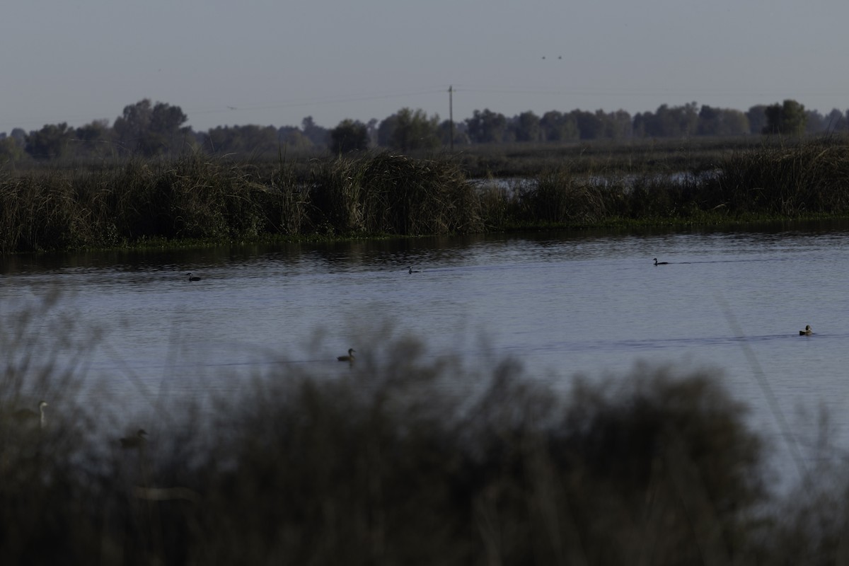 Пірникоза західна - ML645879360