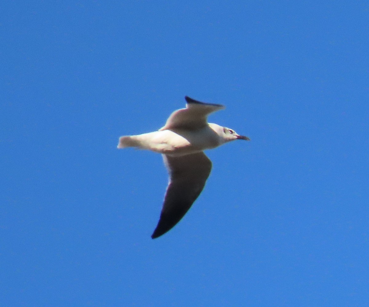 Laughing Gull - ML645879361
