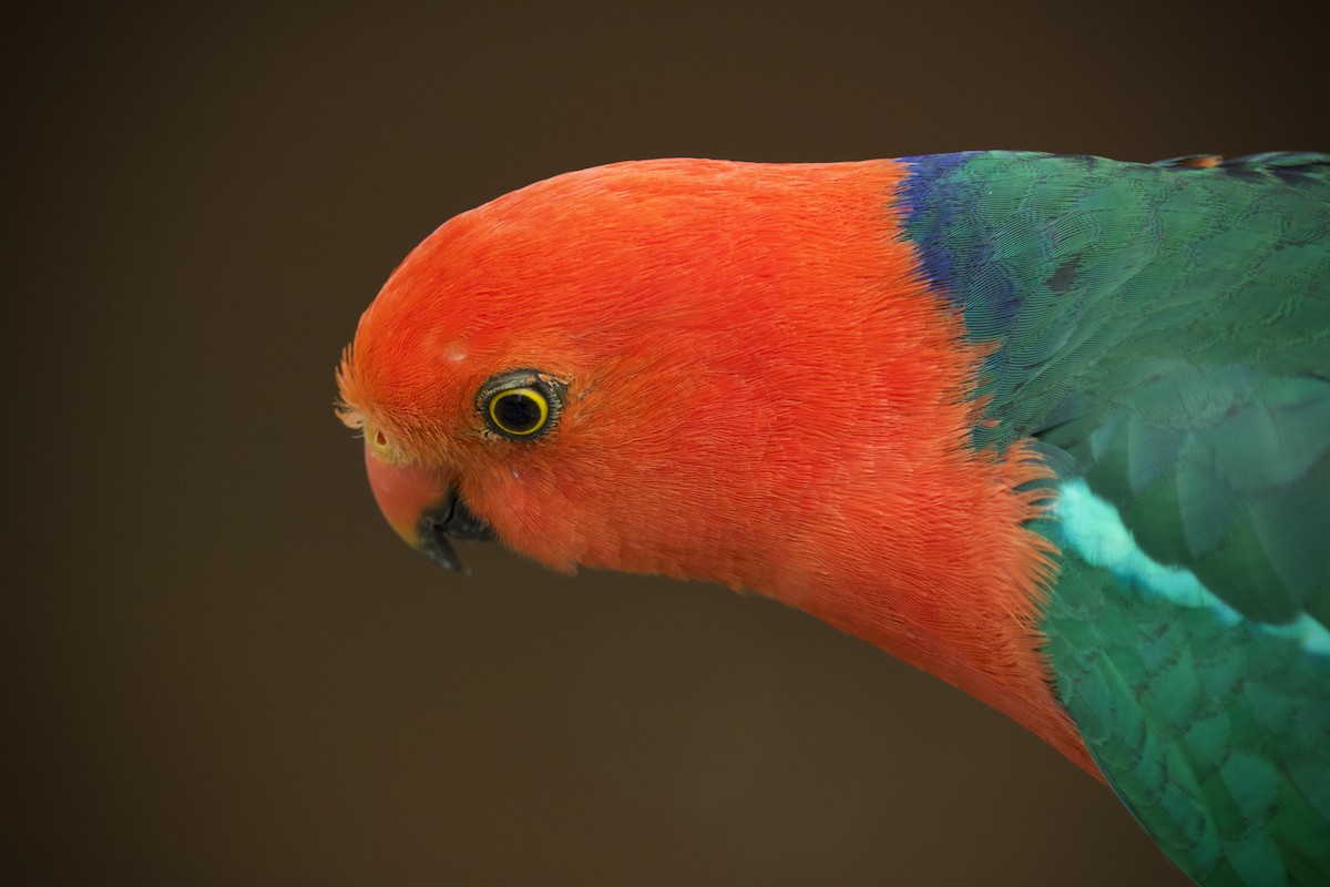 Алістер королівський - ML645879363