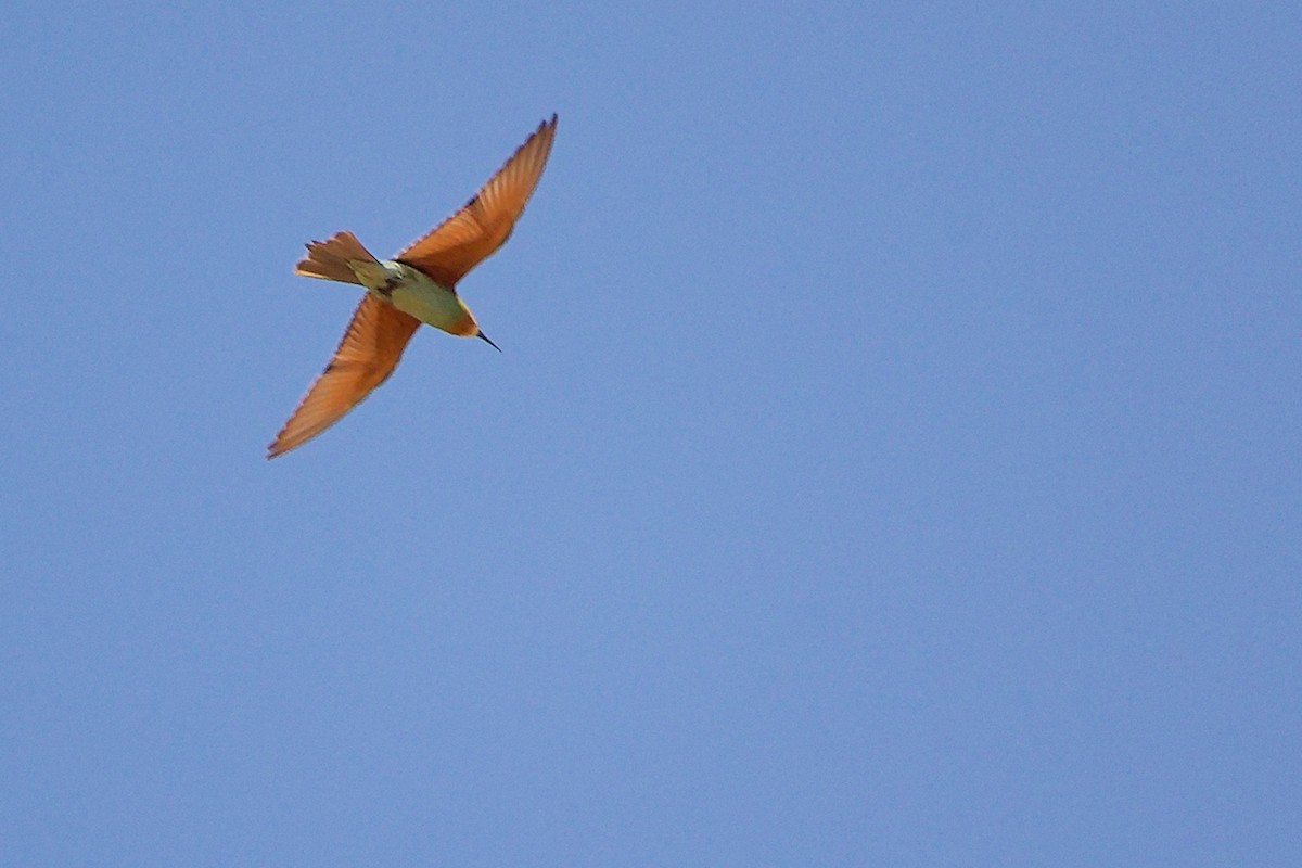 Бджолоїдка зелена - ML645879364