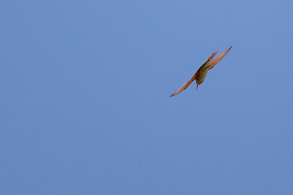 Бджолоїдка зелена - ML645879365