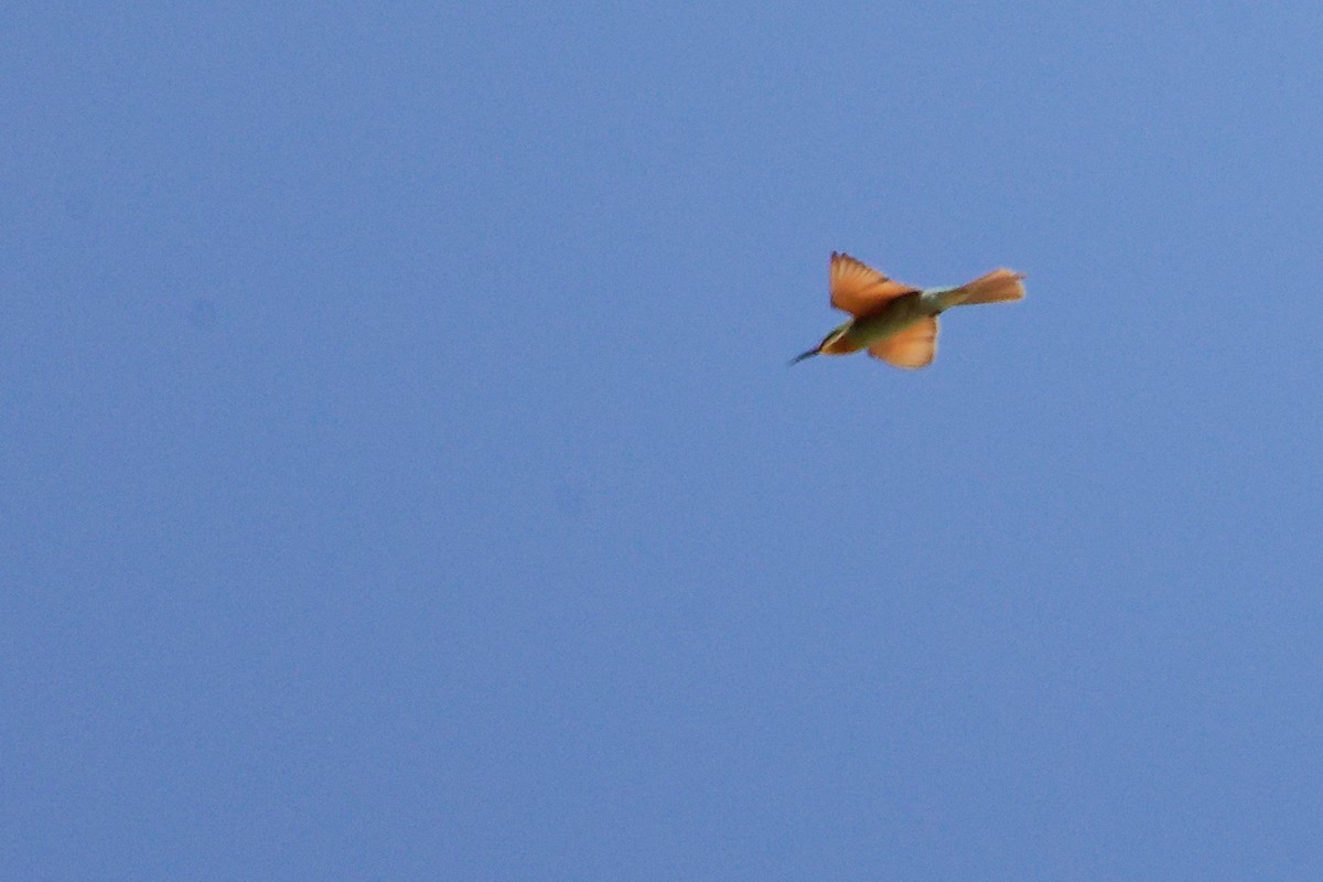 Бджолоїдка зелена - ML645879366