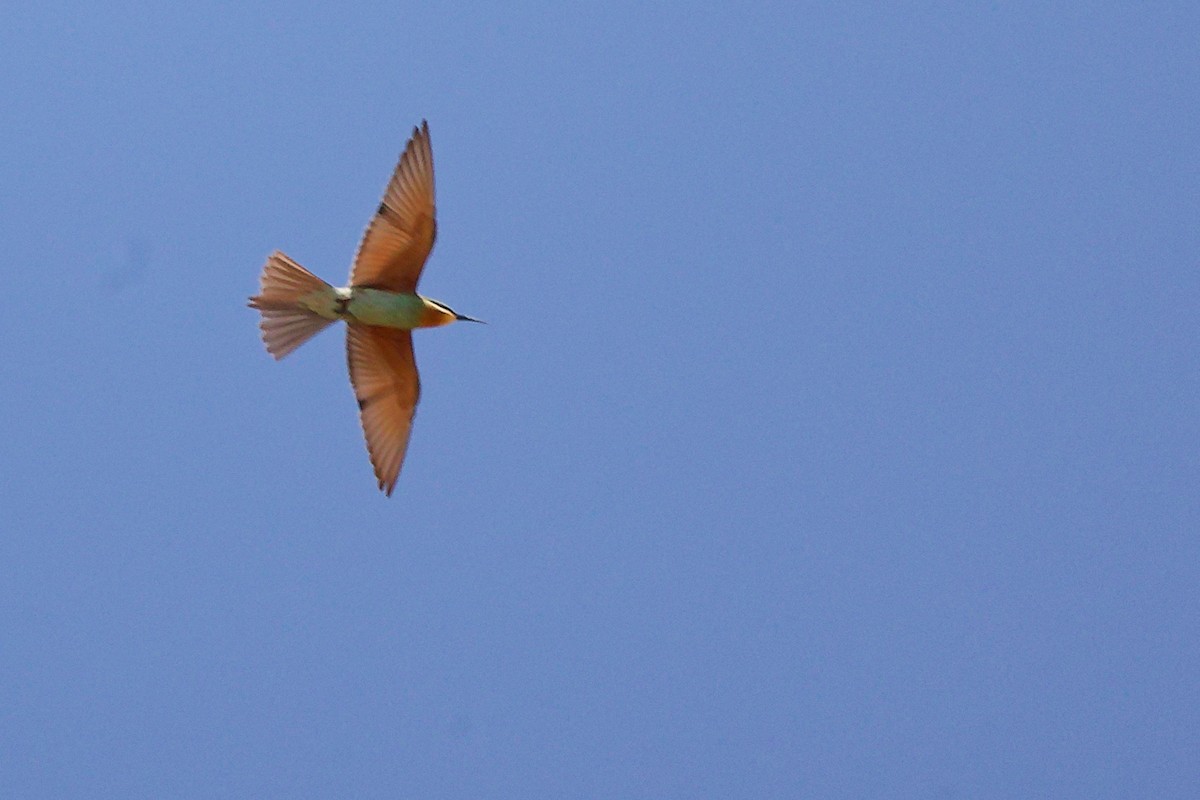 Бджолоїдка зелена - ML645879368