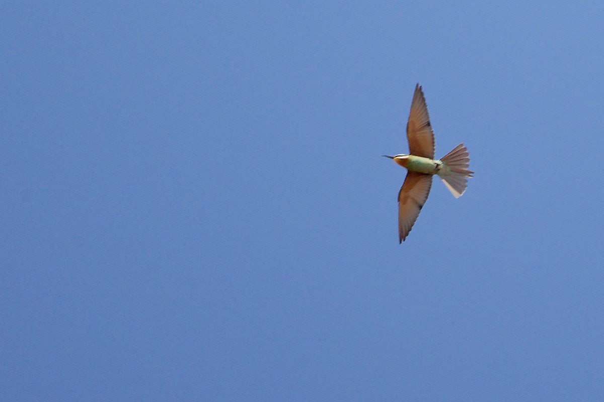 Бджолоїдка зелена - ML645879369