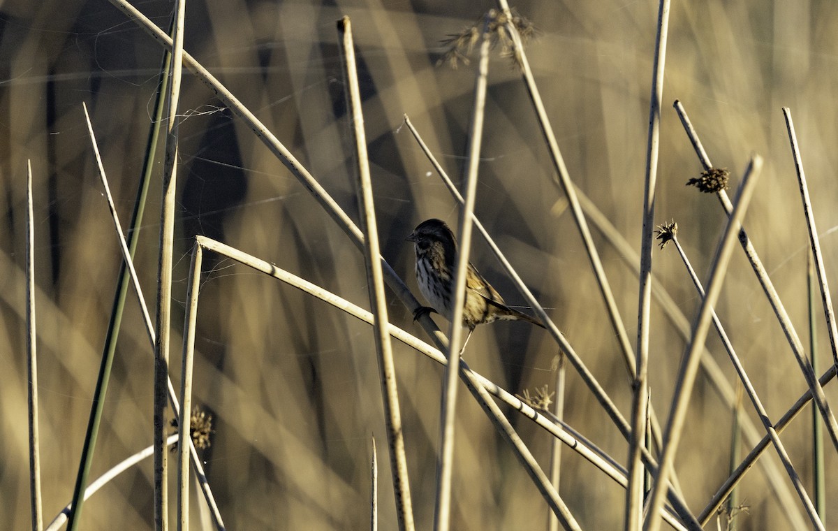 Пасовка співоча - ML645879370