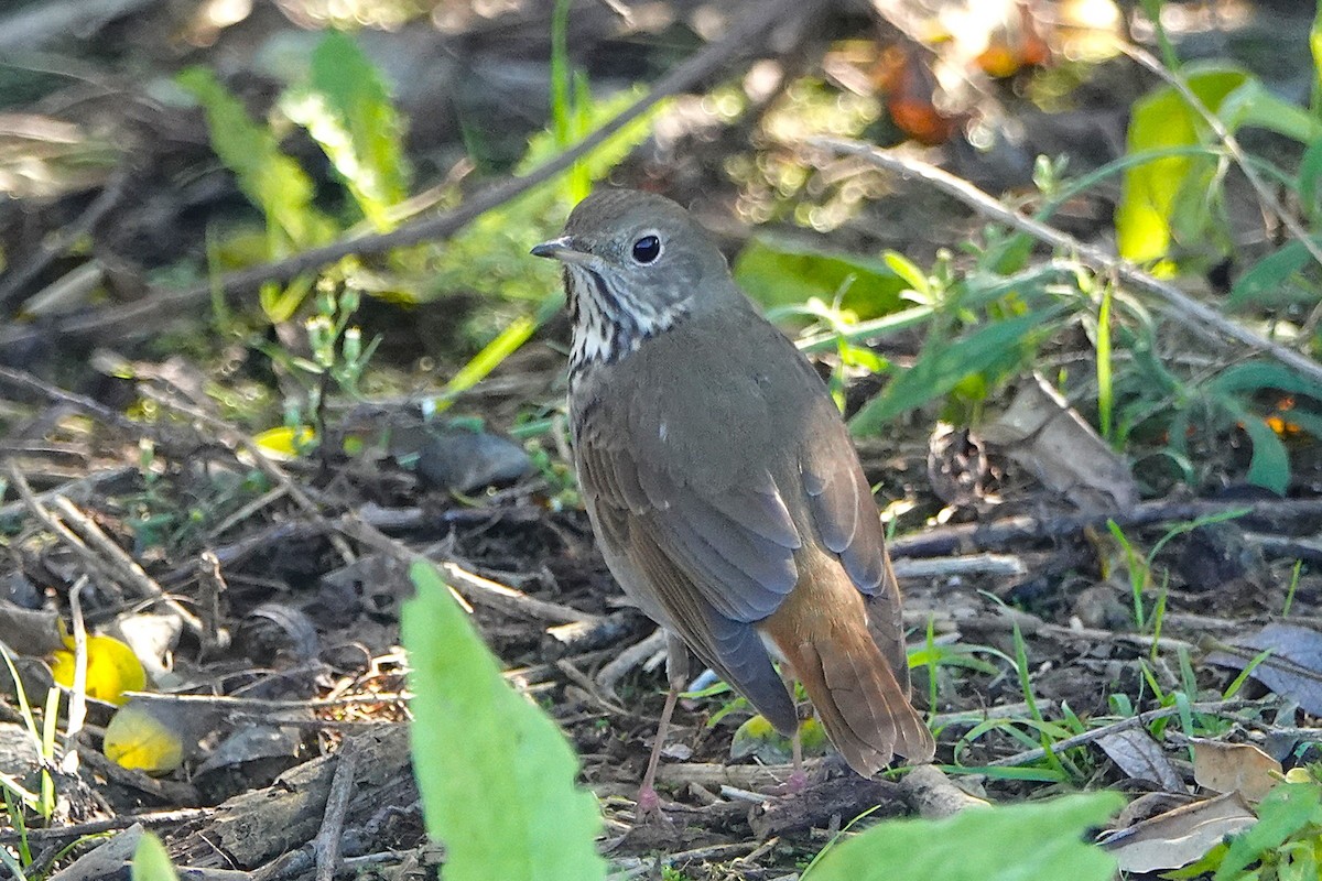 Дрізд-короткодзьоб плямистоволий - ML645879371