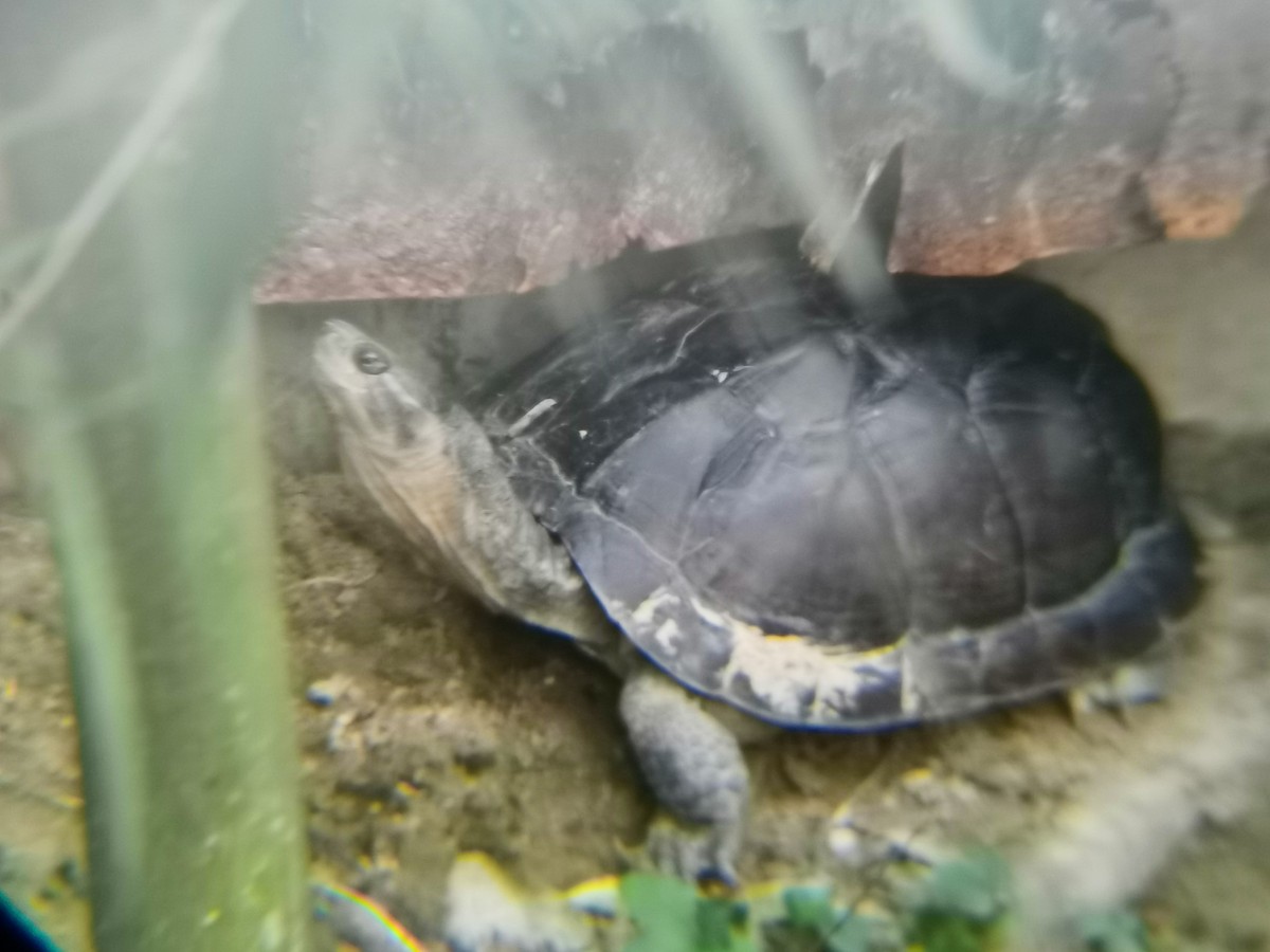 Yellow Pond Turtle - ML645879373