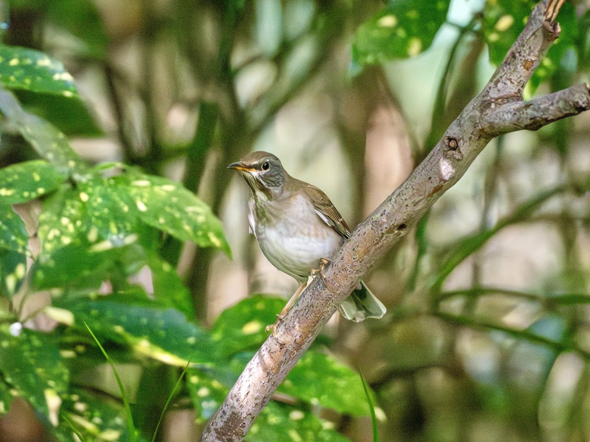 Дрізд блідий - ML645879378