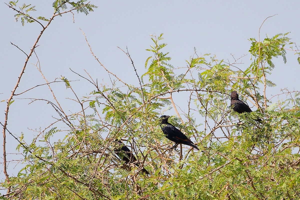 アラビアテリムク - ML645879380