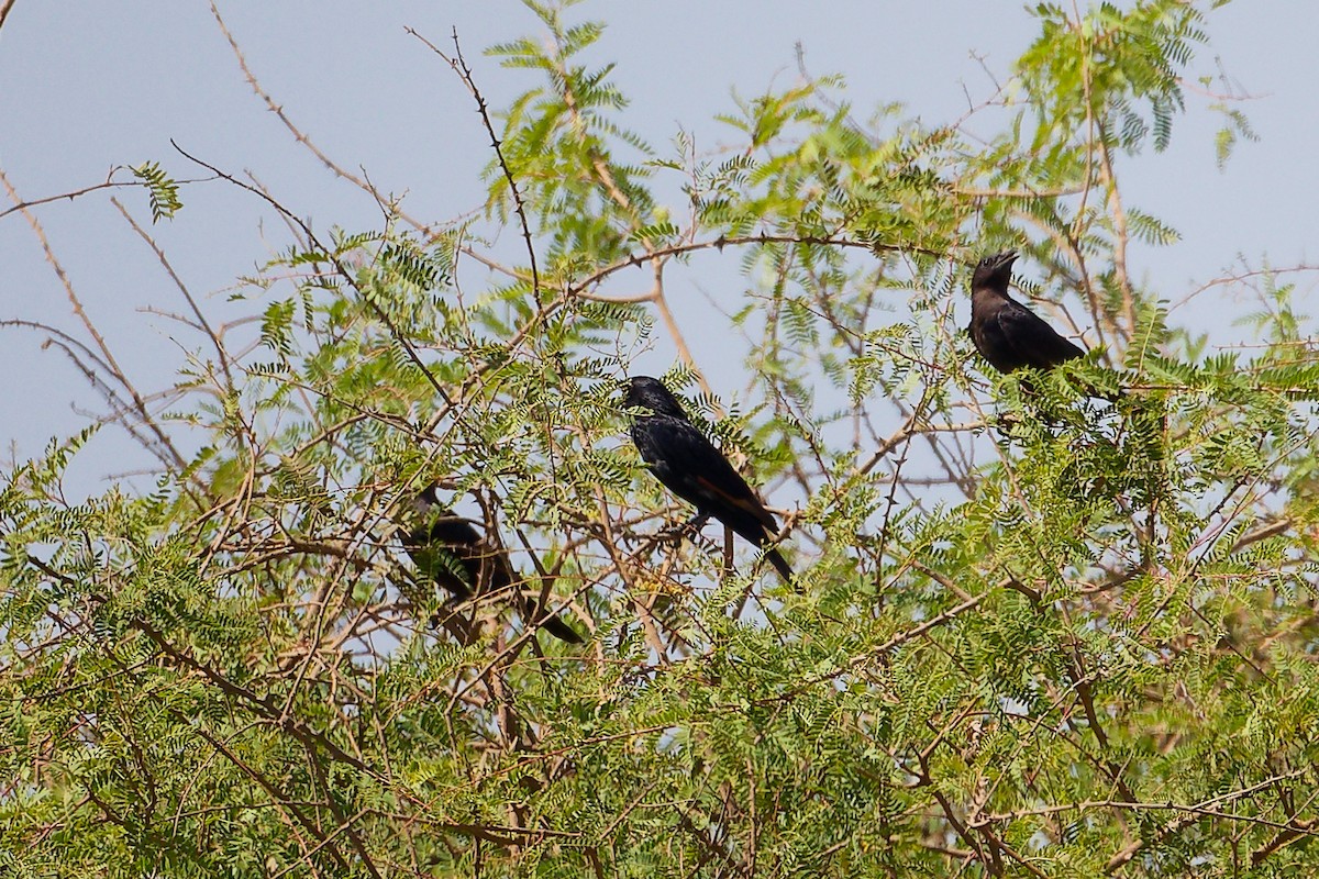 アラビアテリムク - ML645879381