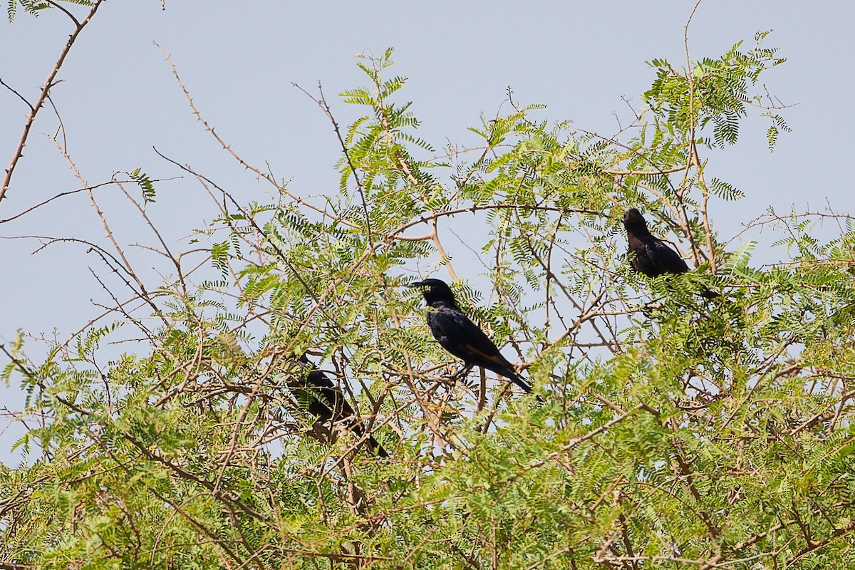 アラビアテリムク - ML645879382