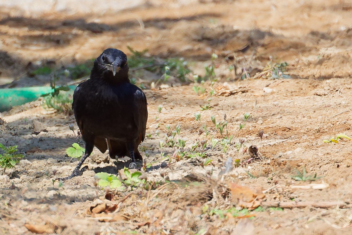 アラビアテリムク - ML645879383