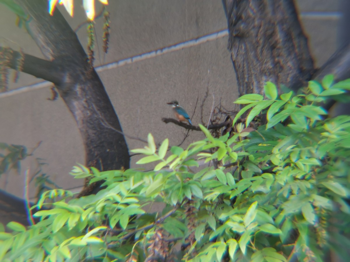 Common Kingfisher - ML645879384