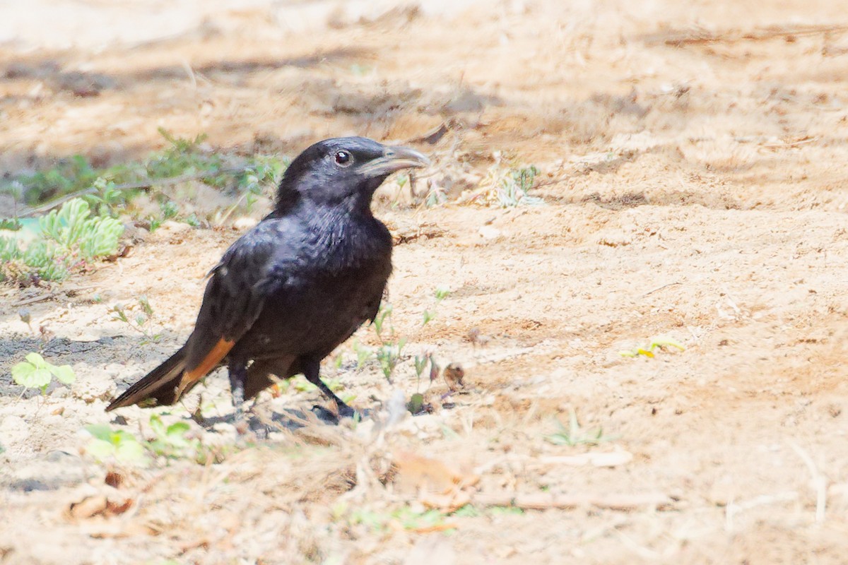 アラビアテリムク - ML645879386