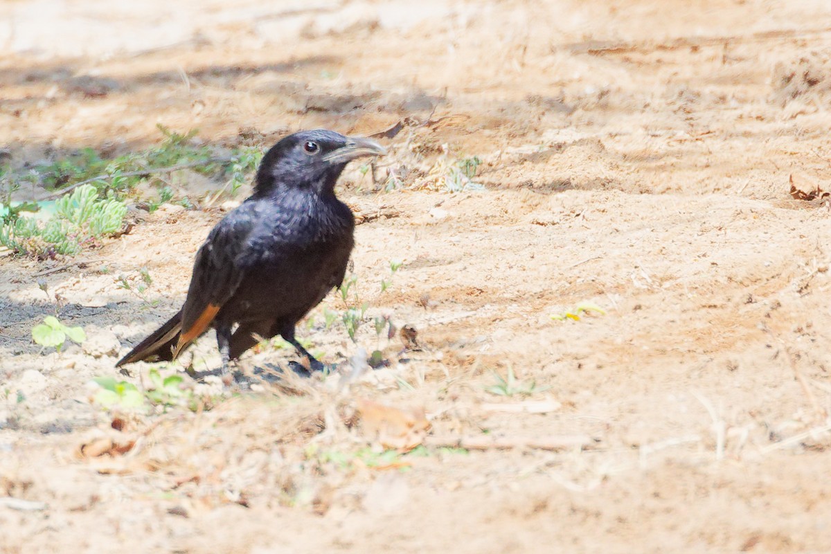 アラビアテリムク - ML645879387