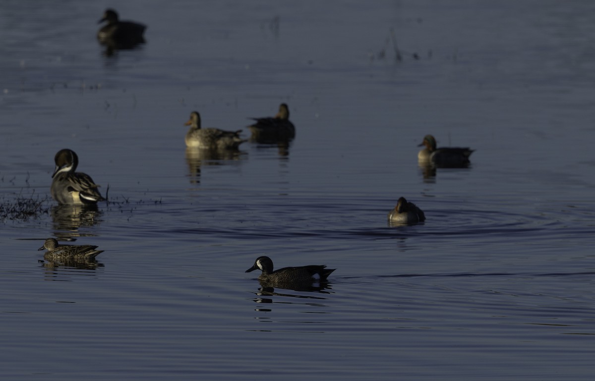 Zertzeta hegalurdina - ML645879388